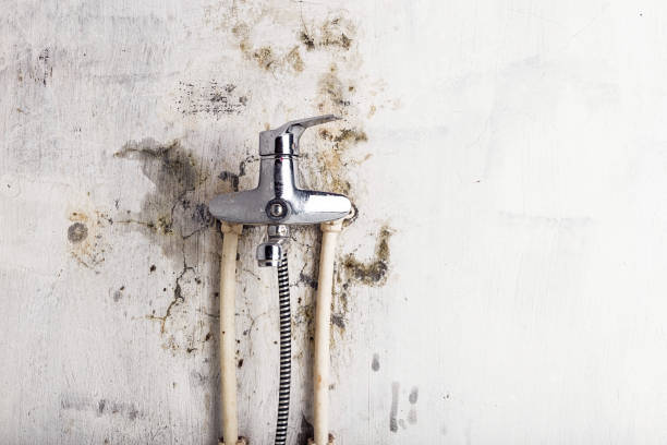 Best Health and Safety Mold Remediation in Lmar, DE