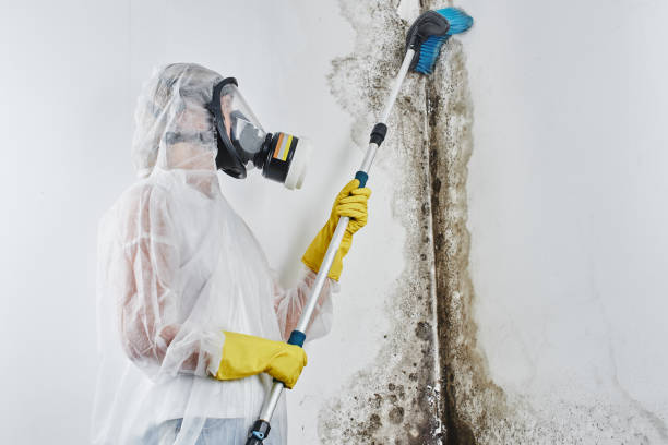 Best White Mold Remediation in Lmar, DE