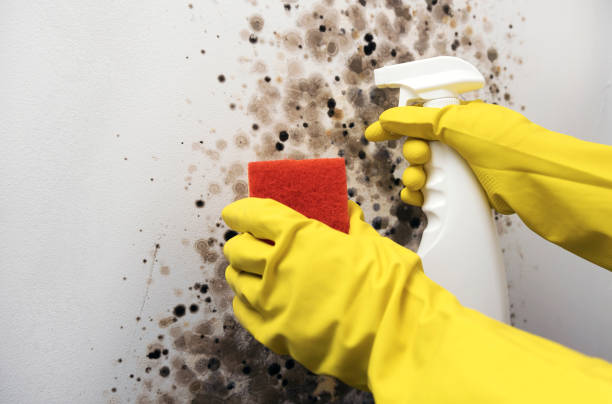 Best HVAC Mold Remediation in Lmar, DE