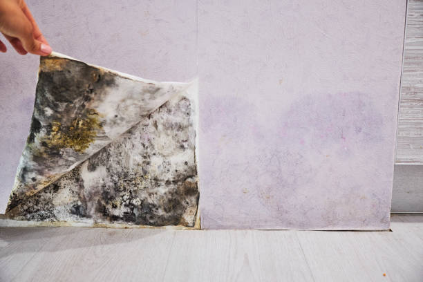 Best Attic Mold Remediation in Lmar, DE